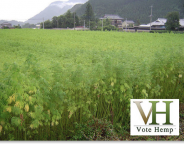 CTN  - 4.29.11 - Hemp ND