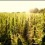 hemp_sunrise