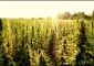 hemp_sunrise