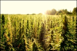 hemp_sunrise